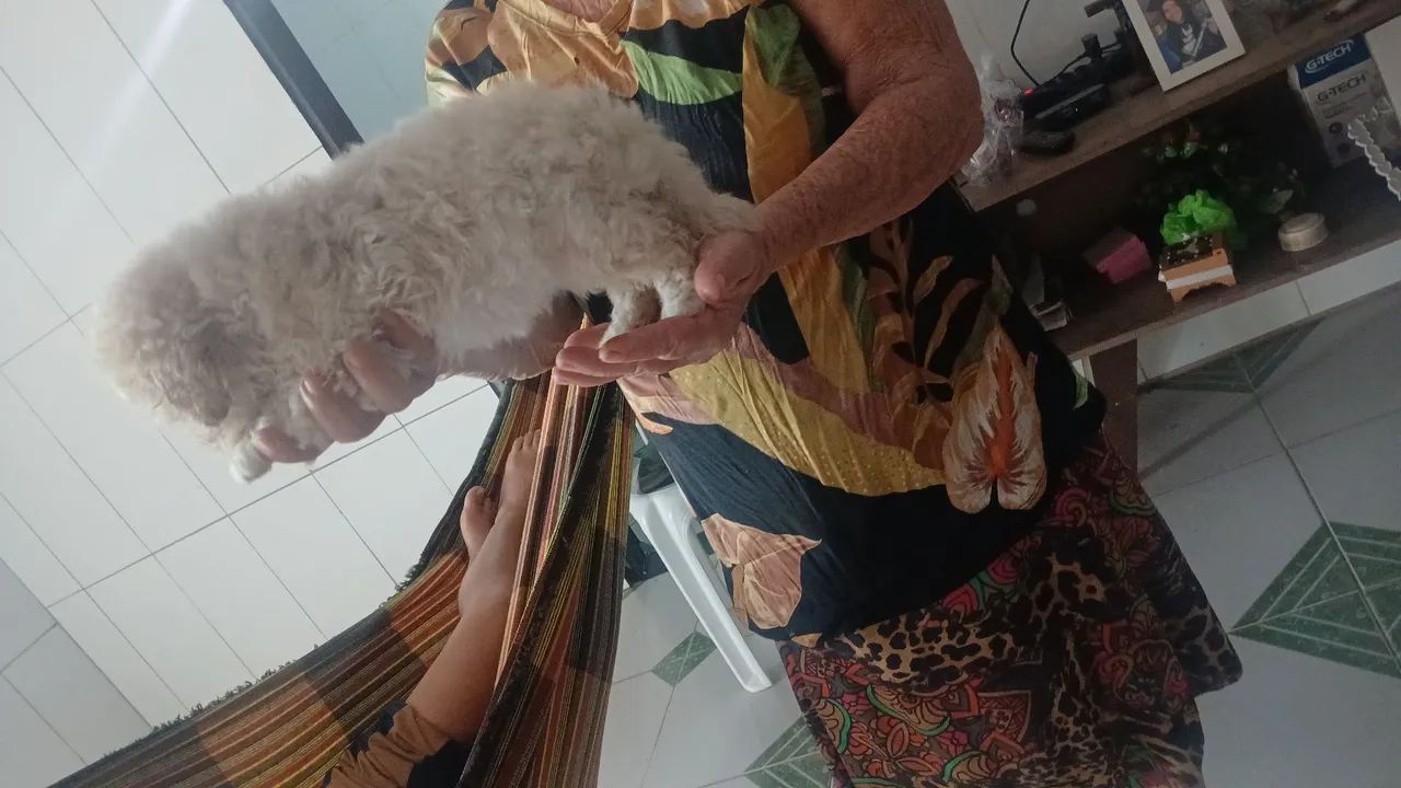 Cachorro - Foto 3