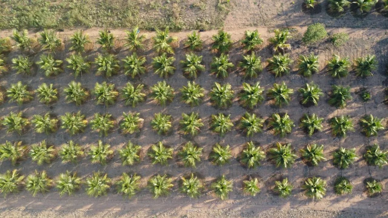 Chácara 7.7423hectare - Com 367 coqueiros - Placas solar  - Foto 4