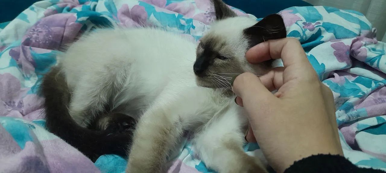 Doação Gato filhote siamês  - Foto 5