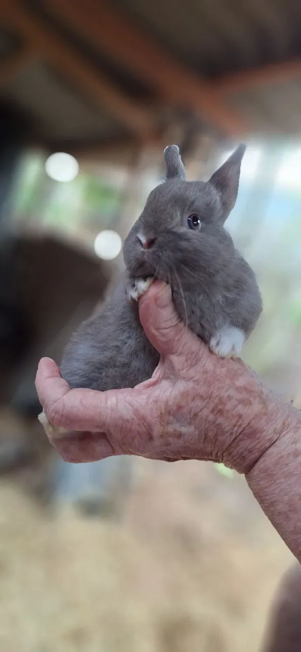 Coelhinhos 
