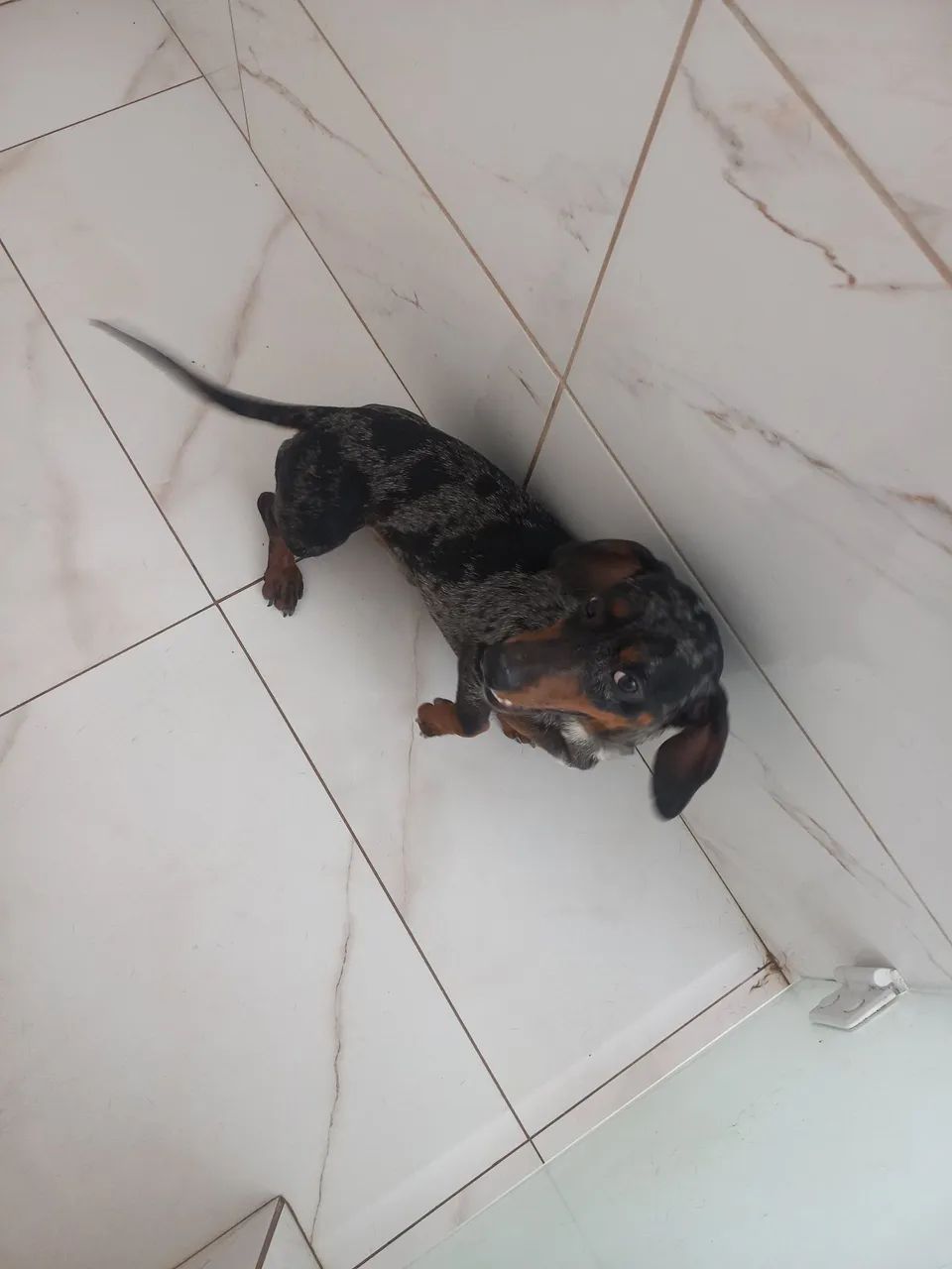 Salsicha arlequim machinho  - Foto 4