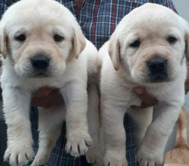 Labrador com pedigree
