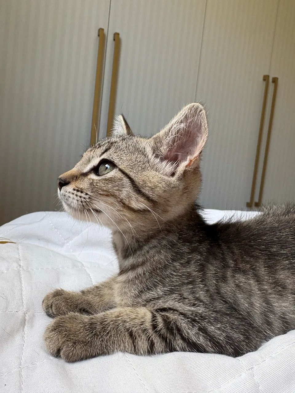 Gatinha para adoção  - Foto 4