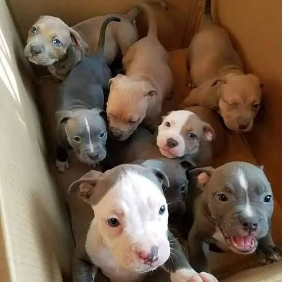 Pitbull