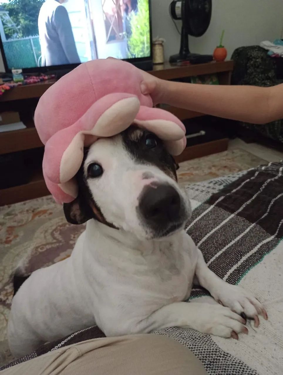 ADOÇÃO RESPONSÁVEL - LILA