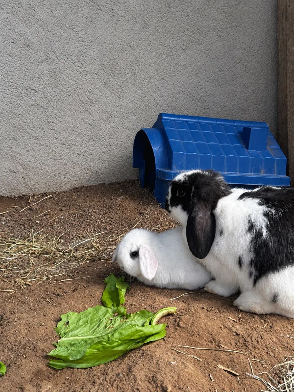 Filhotes de coelho Mini Lop - Foto 4
