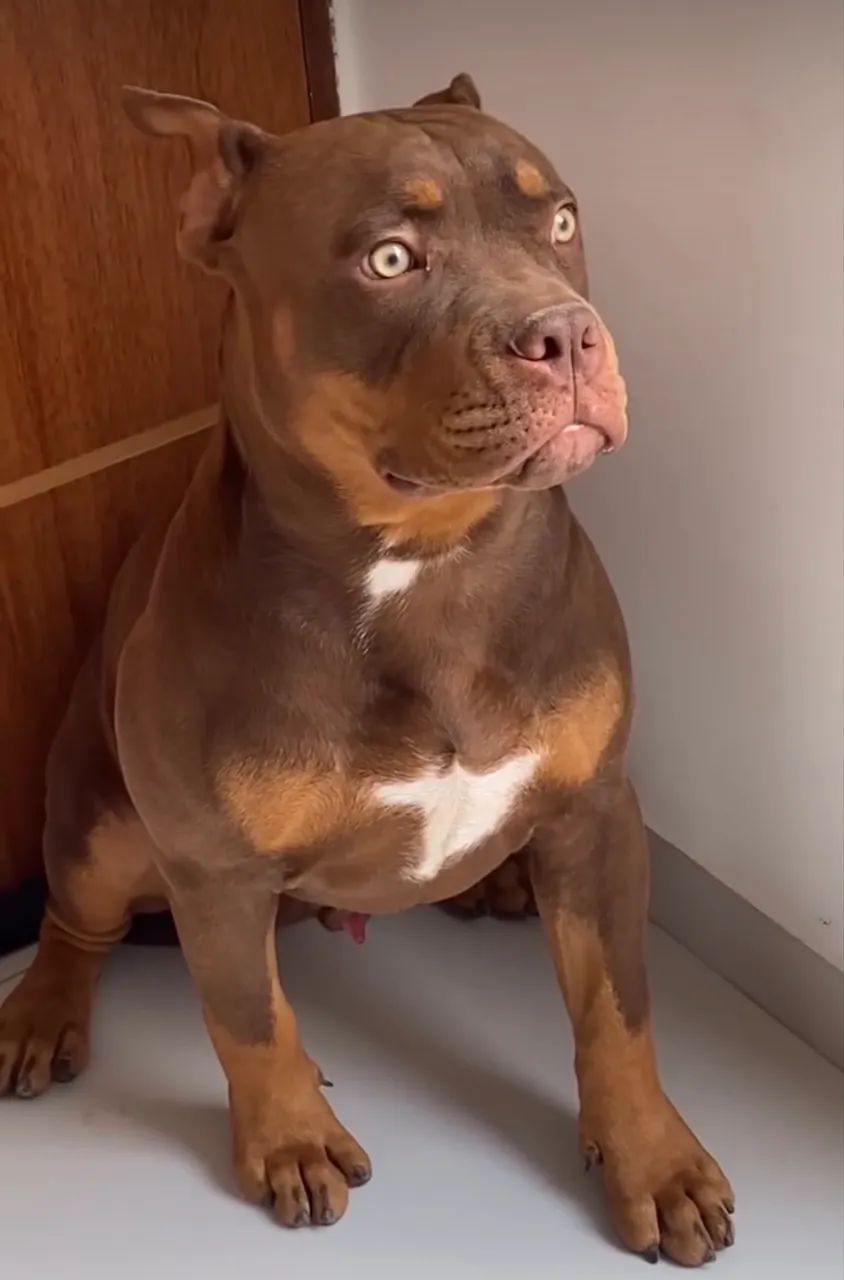 American Bully Pocket  - Foto 5