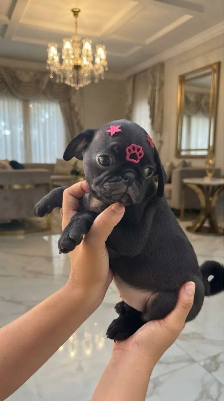 PUG FÊMEA 