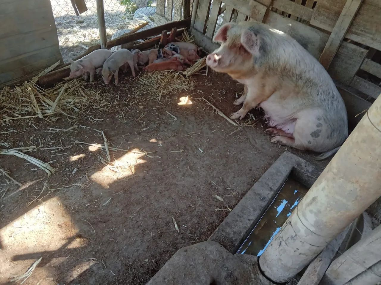 Porca com leitões 