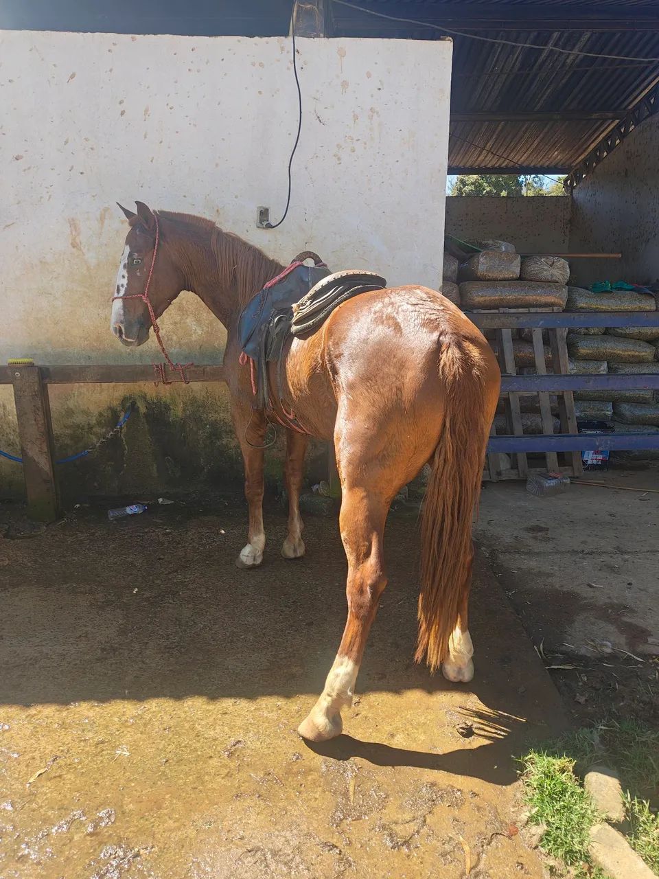 Cavalo 1/2 sangue QM - Foto 4