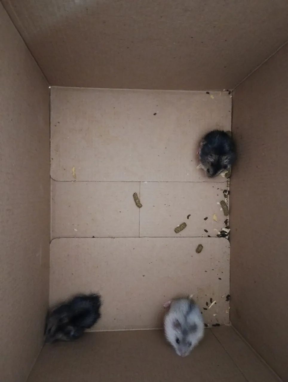 Hamster ? - Foto 2