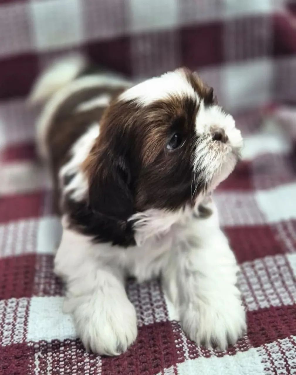 Shitzu Porte pequeno  - Foto 4