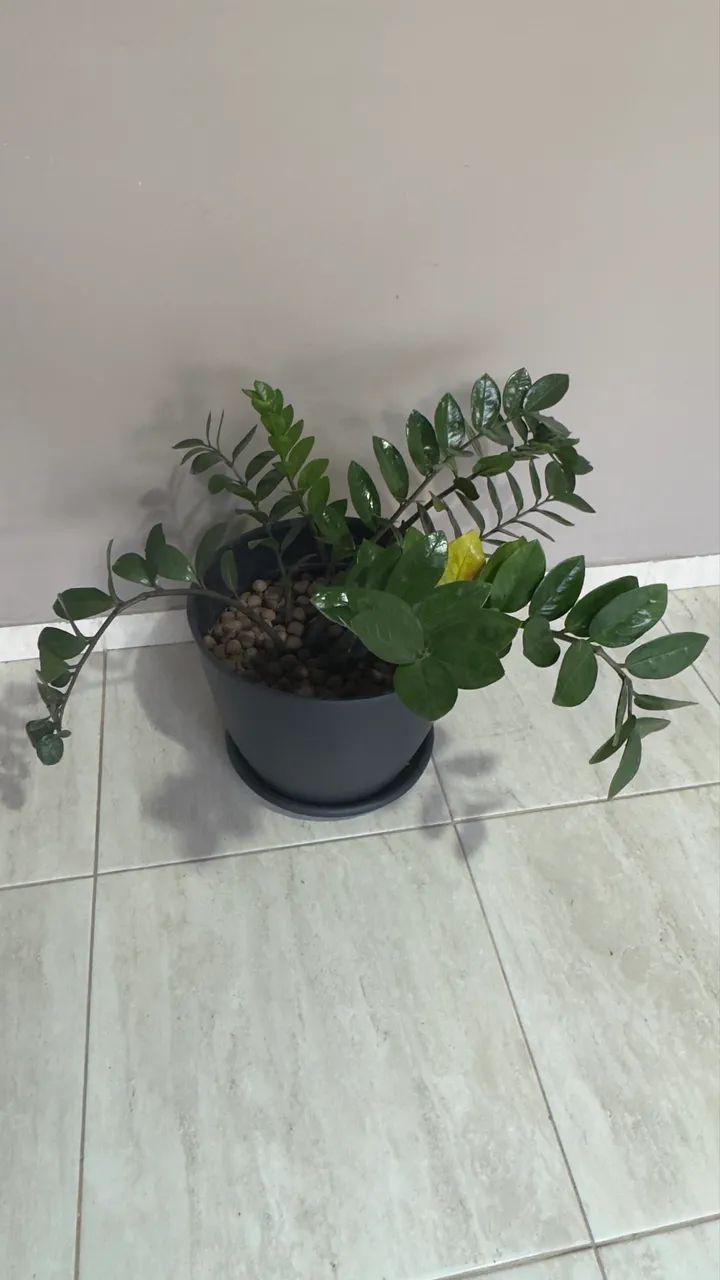 Planta Natural - Foto 3