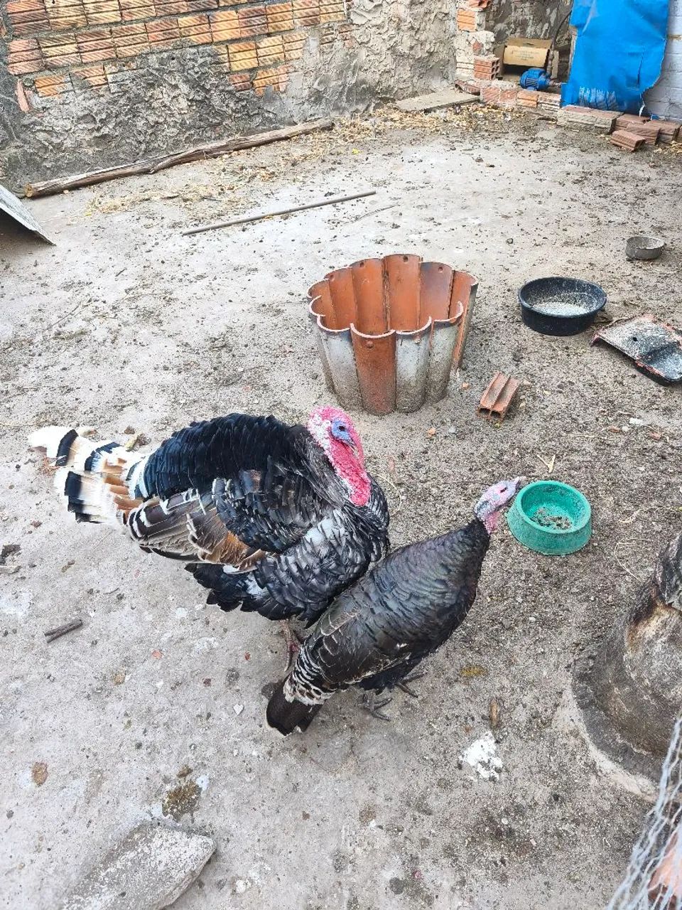Peru macho - Foto 2