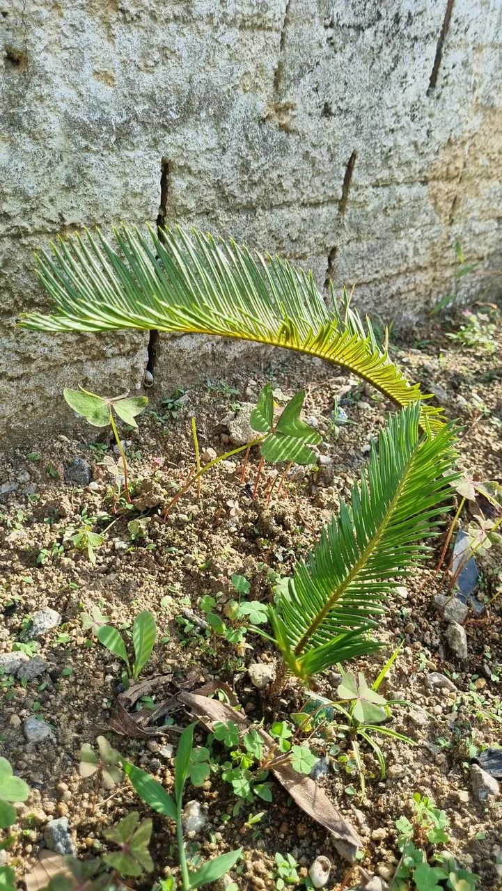 Mudas de planta Cyca - Foto 5