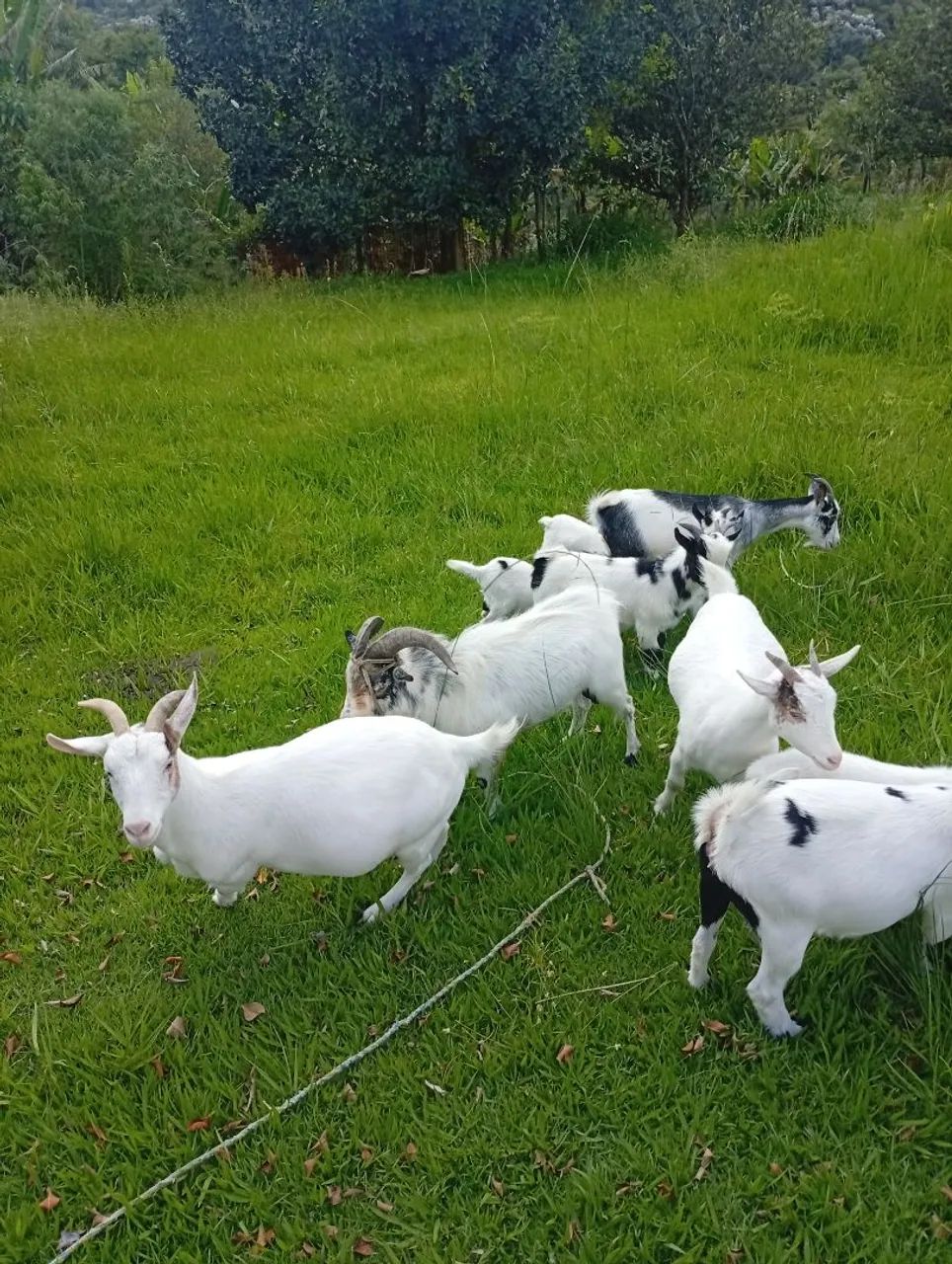 Mini cabra  - Foto 2