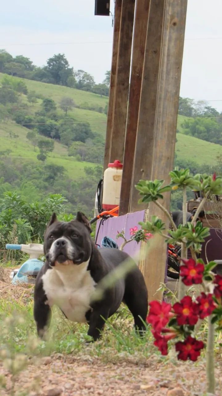 American Bully  - Foto 2