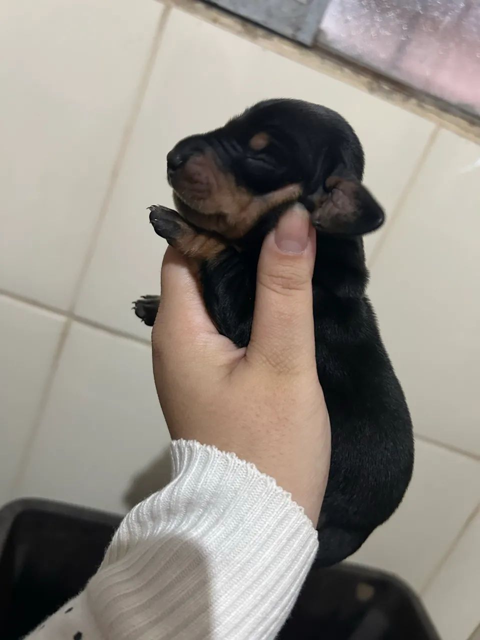Filhotes de Basset