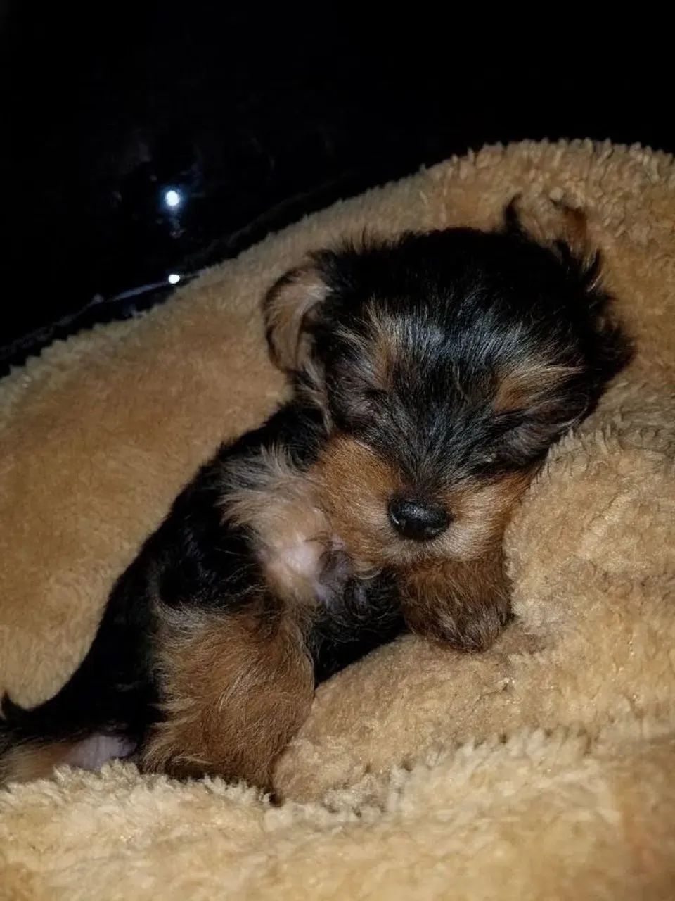 Yorkshire terrier 