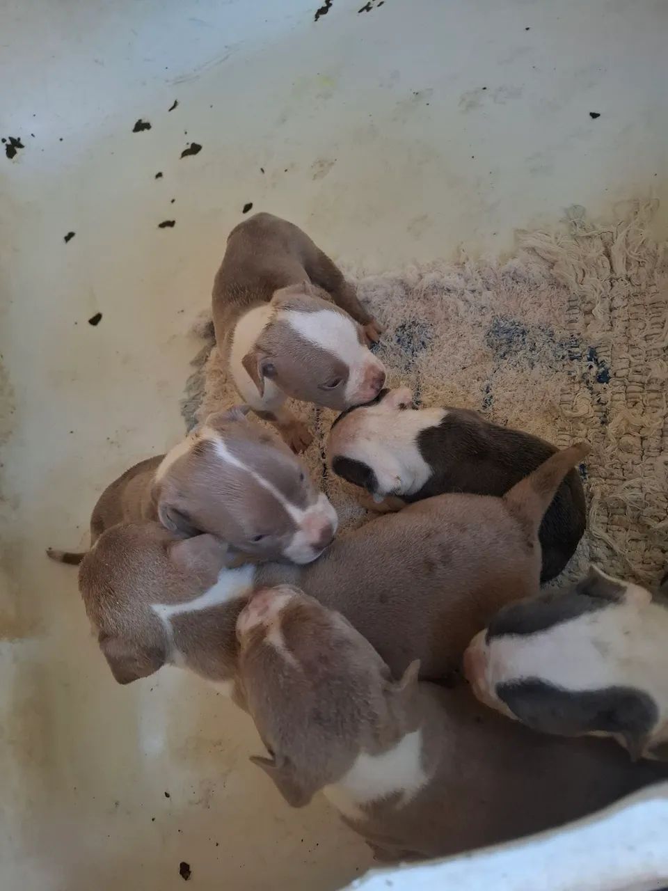 Filhote de American Bully  - Foto 2