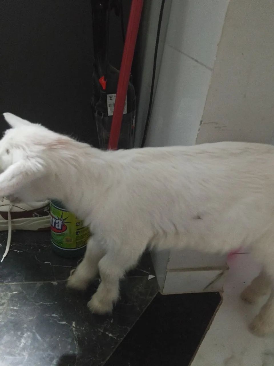Vendo cabritinho, coelho, pintinhos, codornas