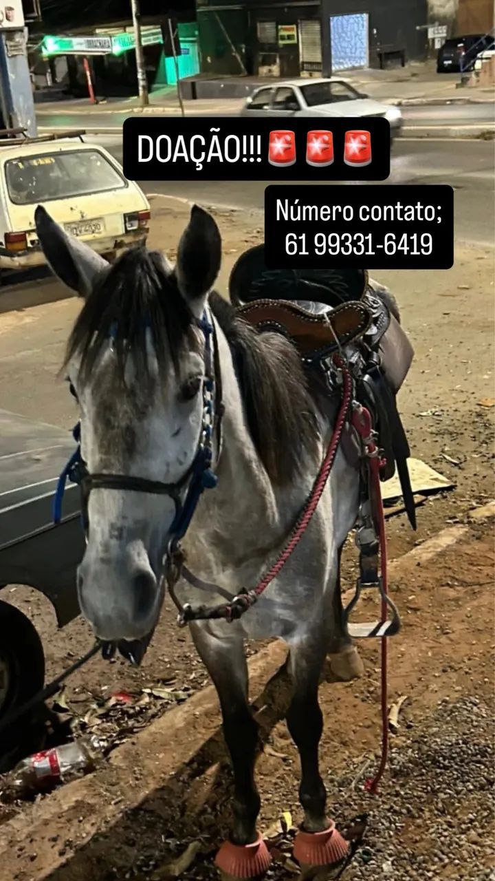 Cavalo