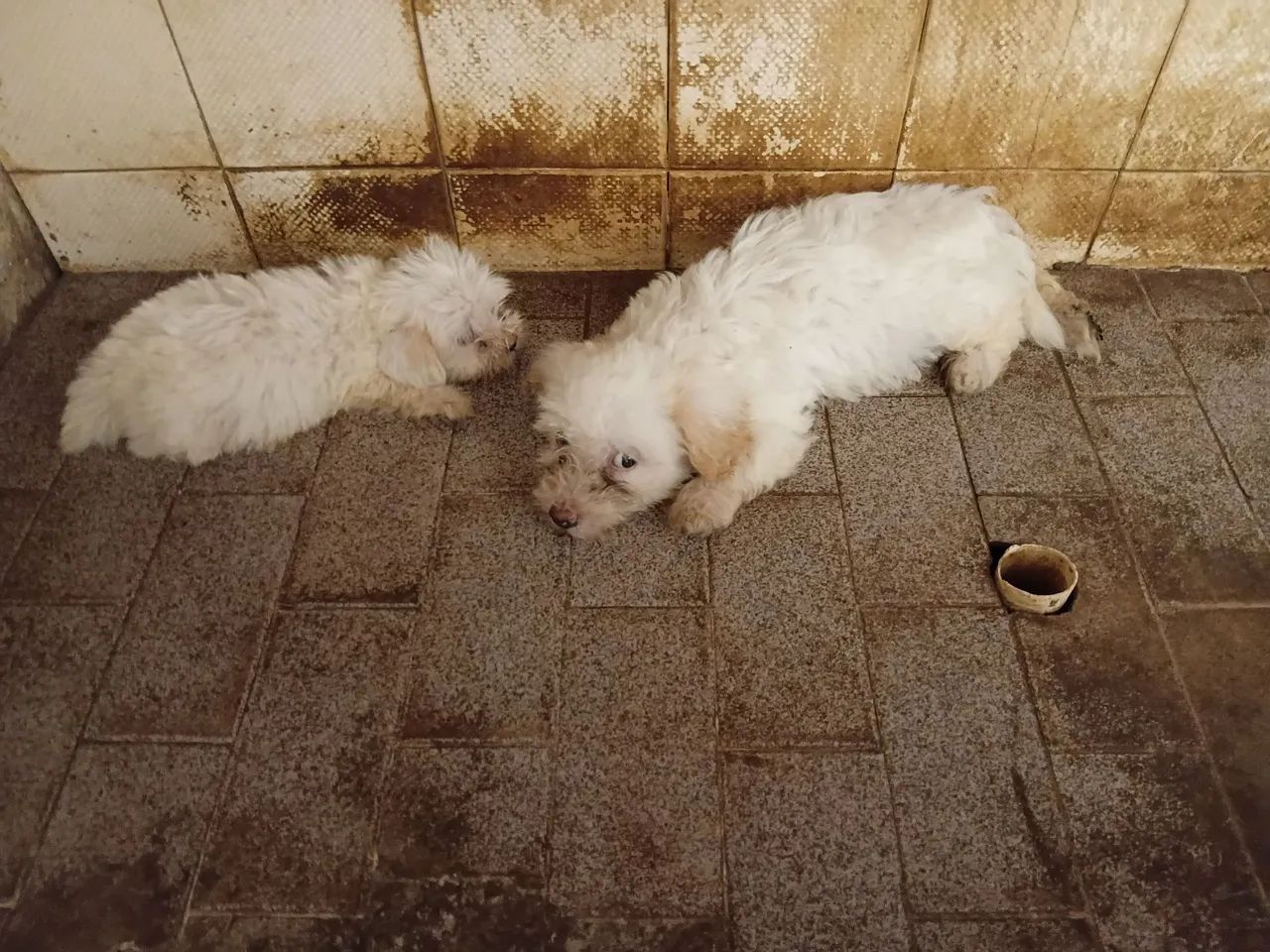 "Cachorro de Raça. " - Foto 2