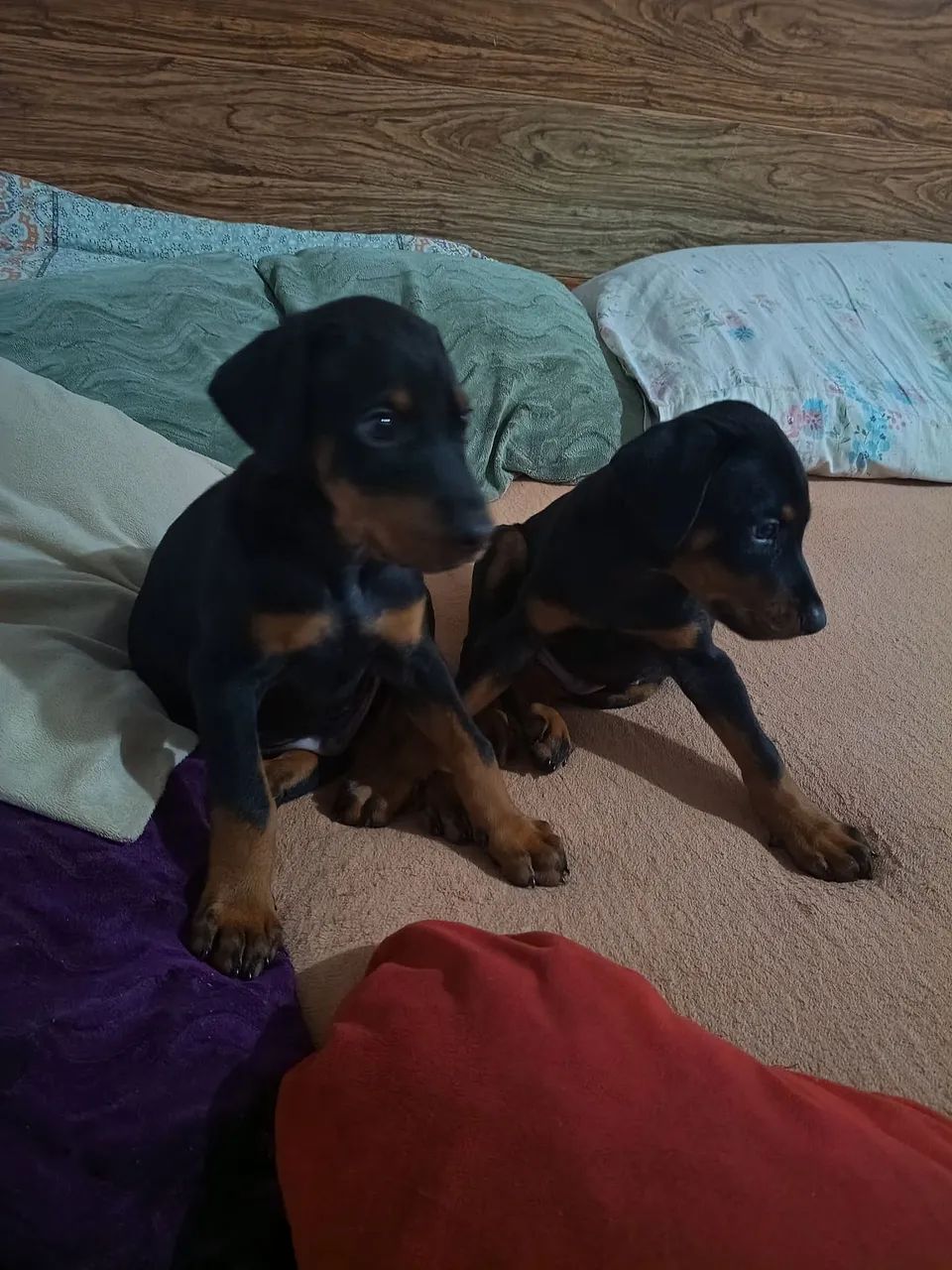 Cachorro  - Foto 2