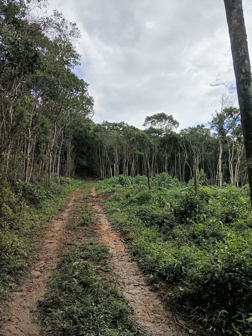 Foto - Arujá - Canjicas