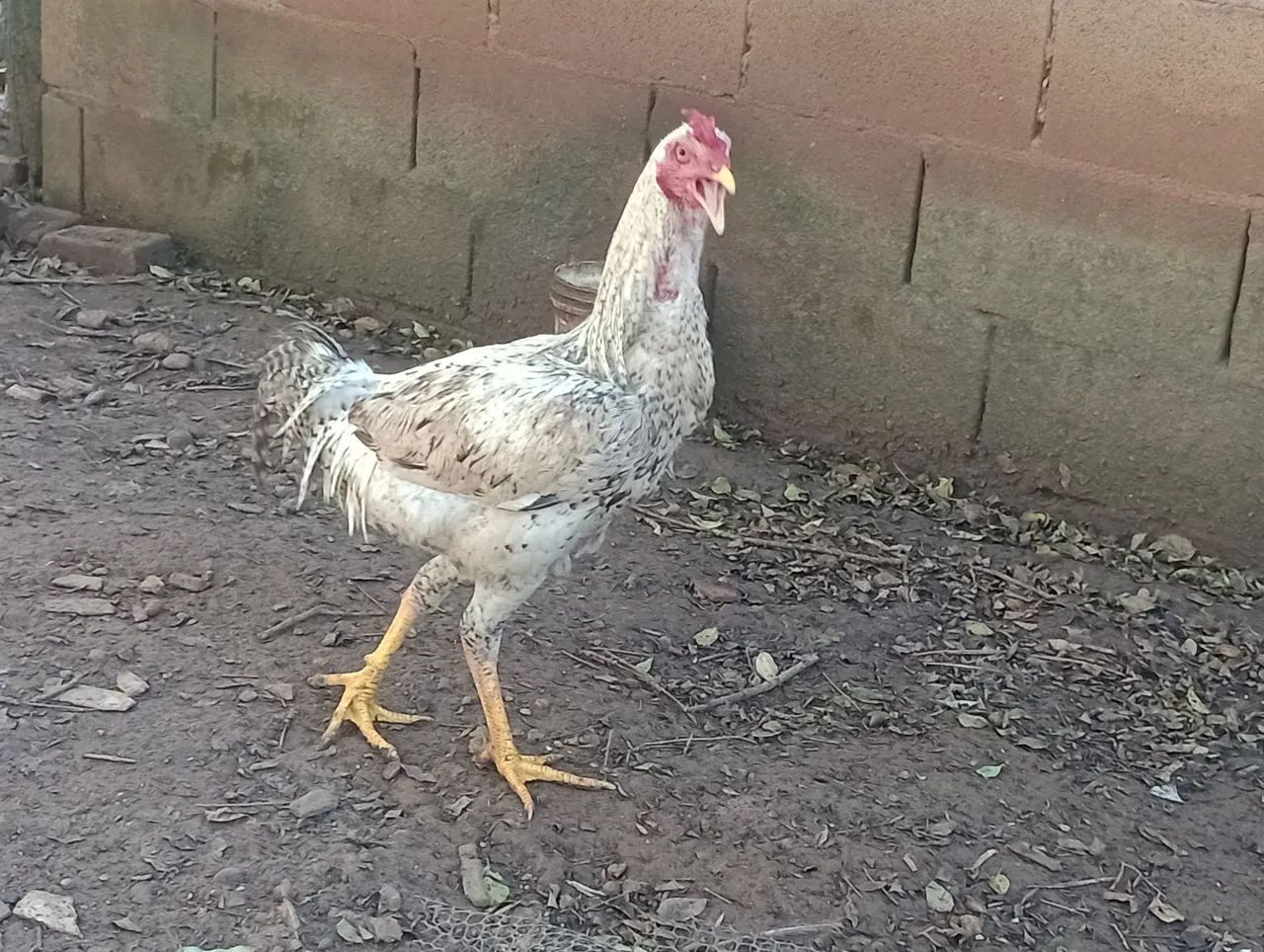 Frango caipira  - Foto 2