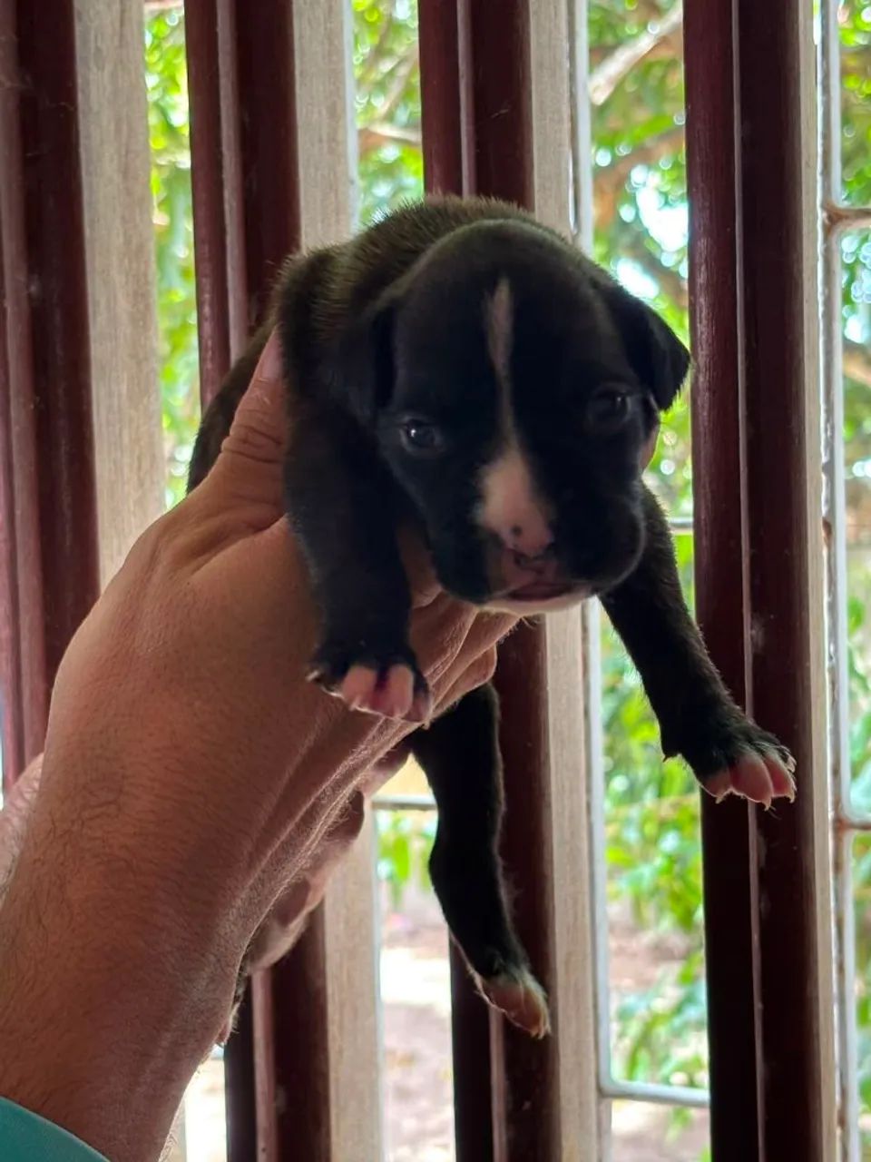 FILHOTES DE BOXER À VENDA
