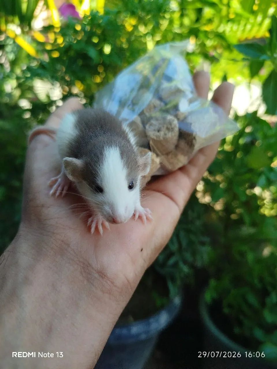 Ratinhos  - Foto 2