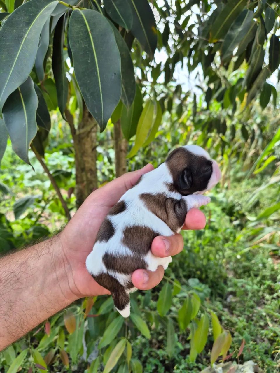 Shihtzu machos e femeas - Foto 4