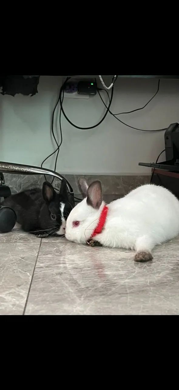 Vendo casal de coelho anão Netherlands Dwaf legítimos. - Foto 2