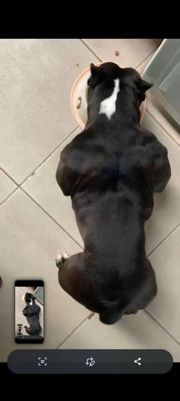 American Bully  - Foto 3