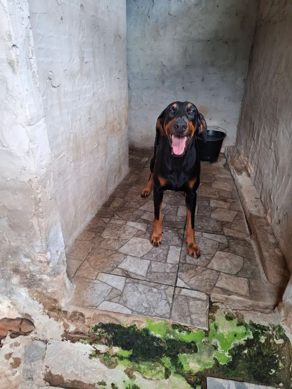  DOBERMAN EUROPEU<br> - Foto 3