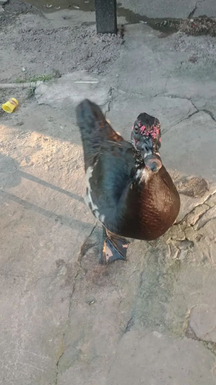 Patarrão de 3 kilos 