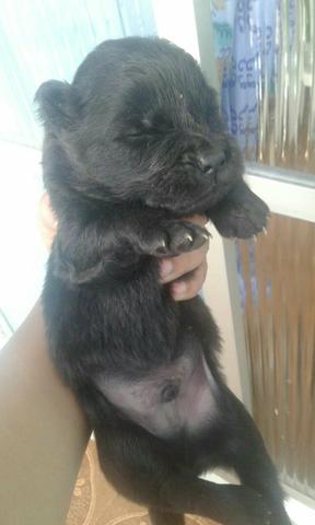 Vendo filhote se chow chow leiao o anuncio