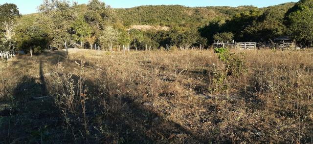 Fazenda de 25 Alqueires, Município Araguapaz-Go - Foto 10
