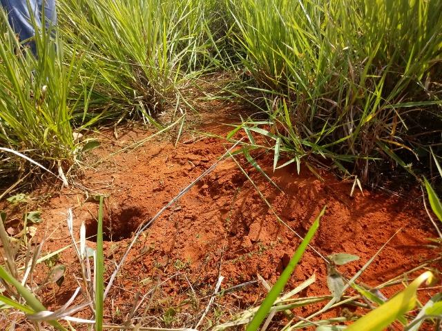 Fazenda em rosário oeste 784 hectares - Foto 20