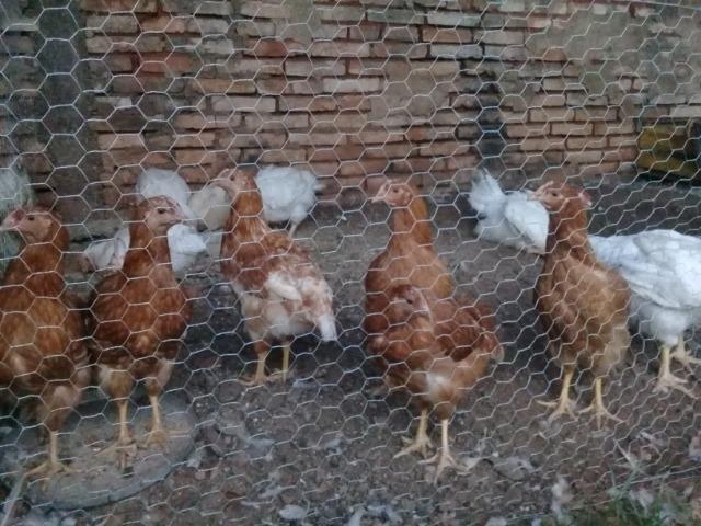 Venda de Frangos limpos e Verduras Orgânicas - Foto 3