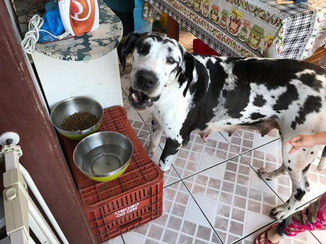 Vendo dog alemão fêmea está com 40 dias - Foto 6