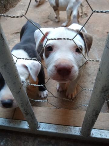 Pit bull - Foto 5