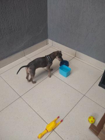 Adoção de cachorro - Foto 2