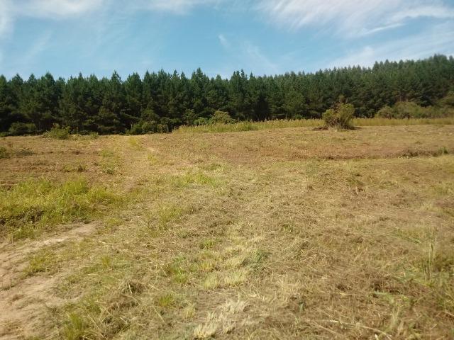 Terreno em lagoa dos ferreiras Mandirituba 24.200m 1 alqueire - Foto 10