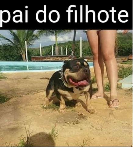 American bully - Foto 4