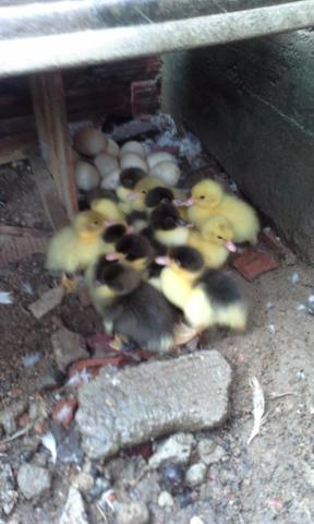 Pato