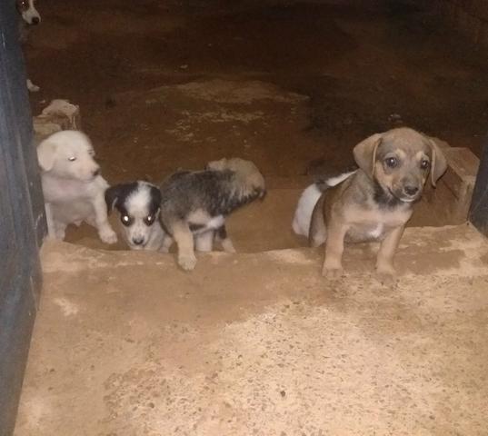 Doação - Foto 2