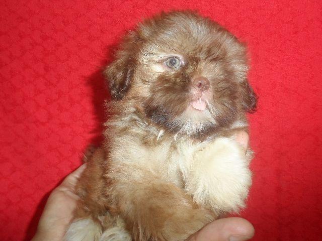 Shih tzu , uma verdadeira celebridade, para quem tem bom gosto. - Foto 3