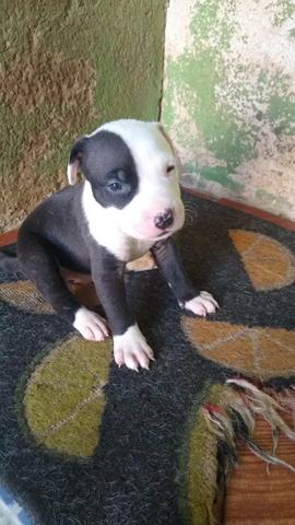 Pit bull